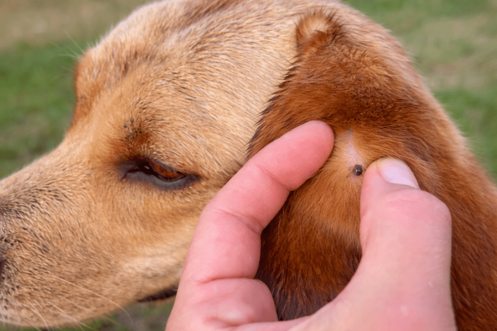 tick attached to a dog's ear