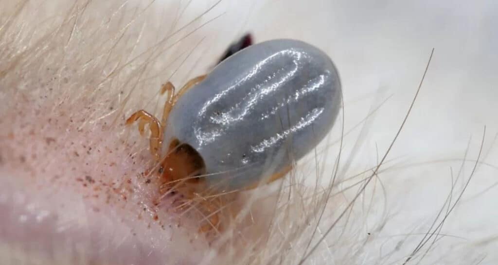 tick-paralysis-what-to-expect