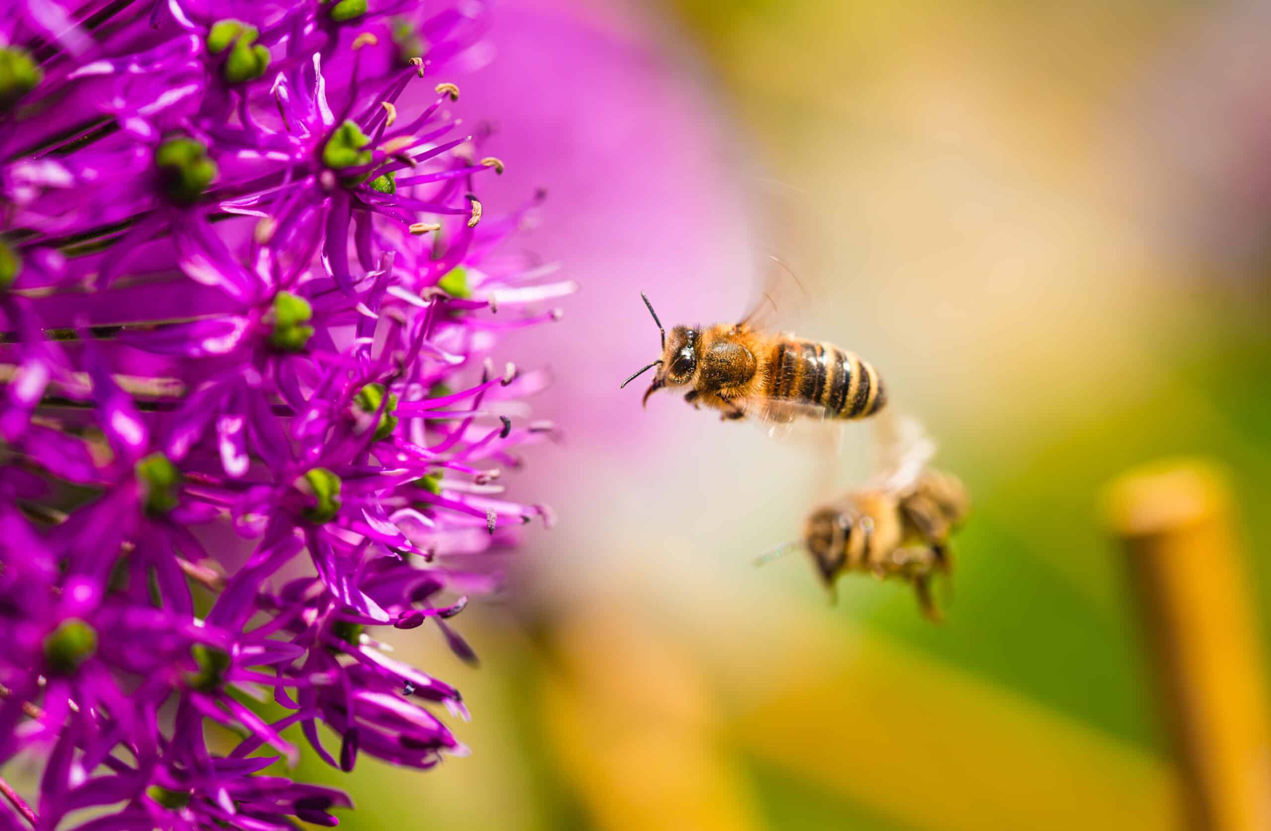 World bee day - 2016