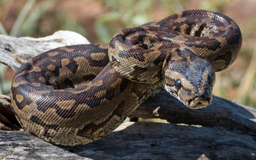 World Snake Day - A Southern African Python (Python natalensis) coils in a grassy field, its distinctive black and brown markings highlighted by the warm sunlight