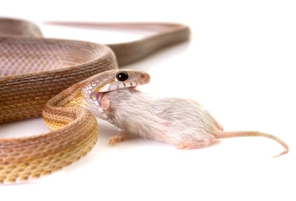 corn snake eating mouse in front of white background